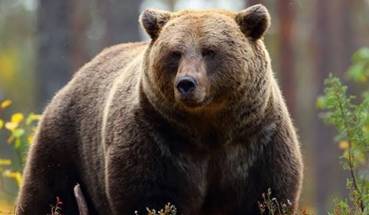 Fotka - Uznesenie vlády Slovenskej republiky - vyhlásenie mimoriadnej situácie spôsobenej nežiaducim výskytom medveďa hnedého 