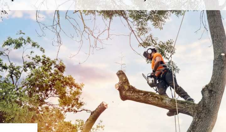 Fotka - Oznámenie spoločnosti VSD o výrube drevín/krovitých porastov